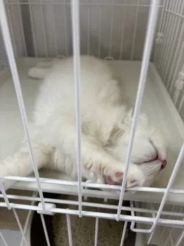 R.S 様のお迎えした子猫