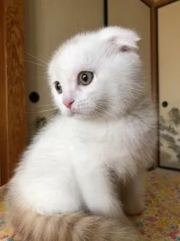 JUN 様のお迎えした子猫