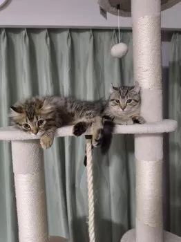 K.O 様のお迎えした子猫