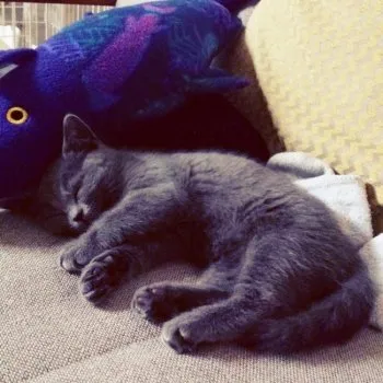 豆 様のお迎えした子猫