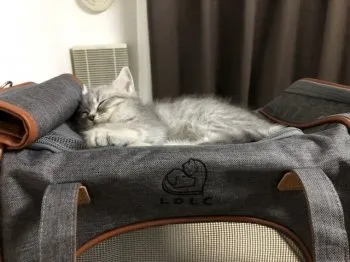 ゆれこ 様のお迎えした子猫