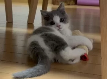 M.S 様のお迎えした子猫