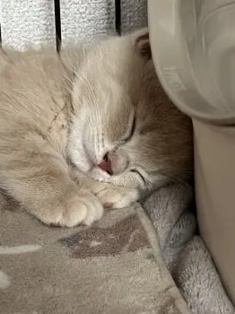 Amelie 様のお迎えした子猫