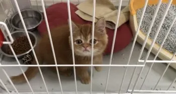 lee 様のお迎えした子猫
