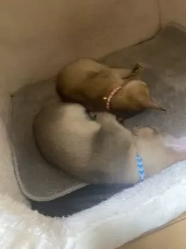R.T 様のお迎えした子猫