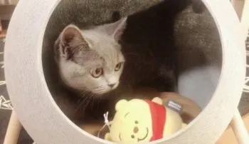 mirakana 様のお迎えした子猫