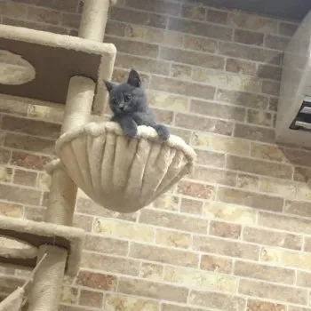 ケナコ 様のお迎えした子猫