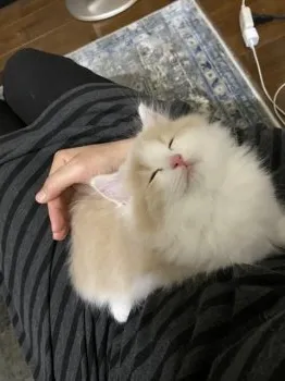yuki 様のお迎えした子猫