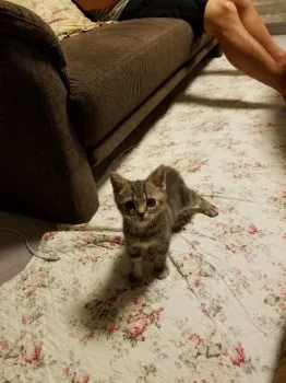 しほさん 様のお迎えした子猫