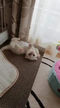 みるく 様のお迎えした子猫