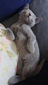 moto 様のお迎えした子猫