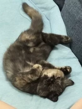 kuni 様のお迎えした子猫