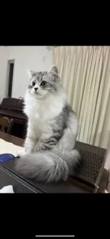 A.Y 様のお迎えした子猫