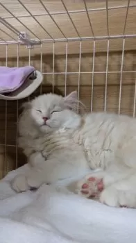 むうちゃんパパ 様のお迎えした子猫