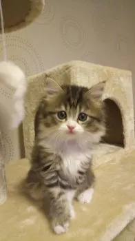 macoはは 様のお迎えした子猫