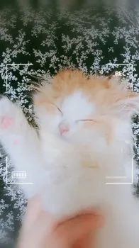 titi 様のお迎えした子猫