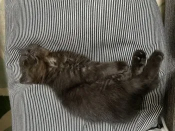 S.S 様のお迎えした子猫