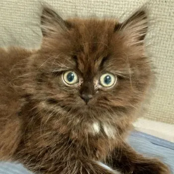 モコ 様のお迎えした子猫