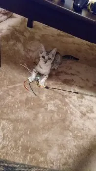 たかはし 様のお迎えした子猫