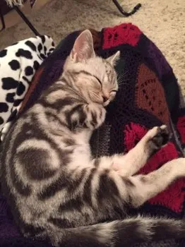 アリゾウ 様のお迎えした子猫