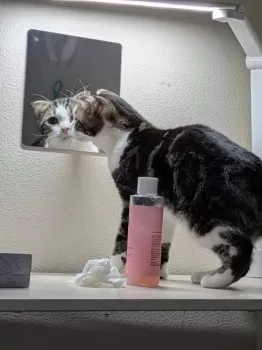 A.S 様のお迎えした子猫