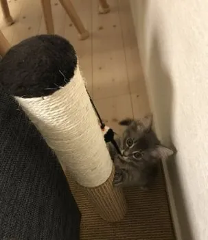 ちもろーる 様のお迎えした子猫