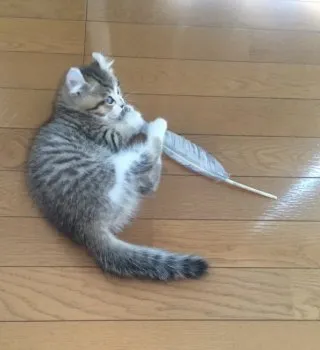 れいこ 様のお迎えした子猫