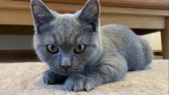 N.N 様のお迎えした子猫