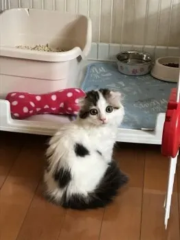 sino 様のお迎えした子猫
