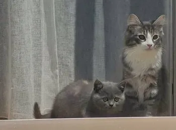 エリザベスの父 様のお迎えした子猫