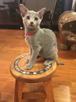 み 様のお迎えした子猫