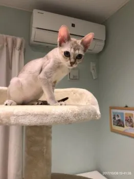 ニキ 様のお迎えした子猫