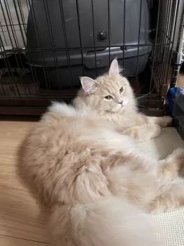 S.A 様のお迎えした子猫