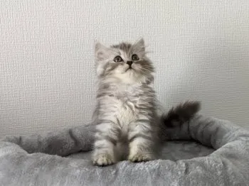 にあ 様のお迎えした子猫