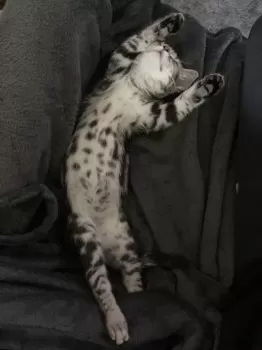 M.S 様のお迎えした子猫