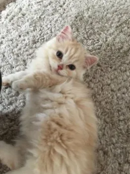 にゃんころもち 様のお迎えした子猫