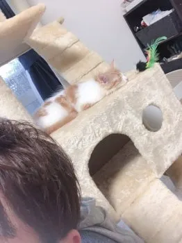 たくみ 様のお迎えした子猫