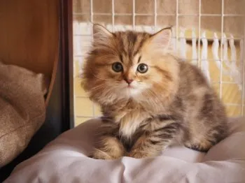 よん 様のお迎えした子猫