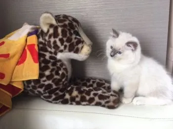 mariko 様のお迎えした子猫