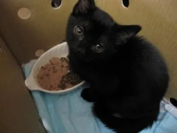 kei 様のお迎えした子猫