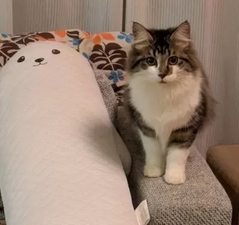 H.M 様のお迎えした子猫