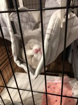 リョウ 様のお迎えした子猫