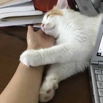 S.I 様のお迎えした子猫