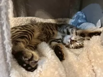 もぴ 様のお迎えした子猫