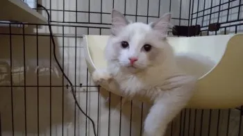 N 様のお迎えした子猫