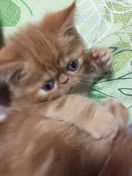 ぼんちゃん 様のお迎えした子猫