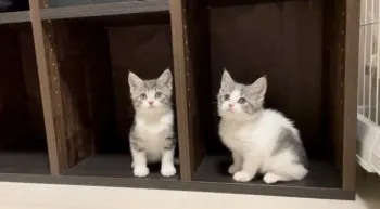 ゆうき 様のお迎えした子猫