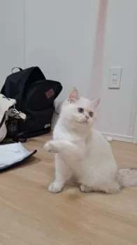 J.O 様のお迎えした子猫
