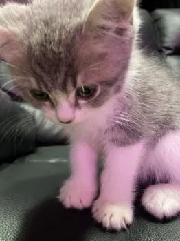 とーま 様のお迎えした子猫