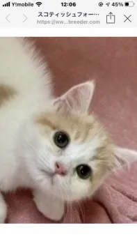 サッコ 様のお迎えした子猫